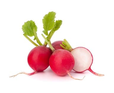 RADISH BUNCHED