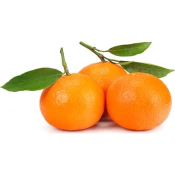 SATSUMA / NADORCOTTS