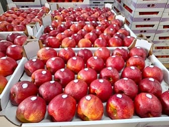 POLISH APPLE 13KG