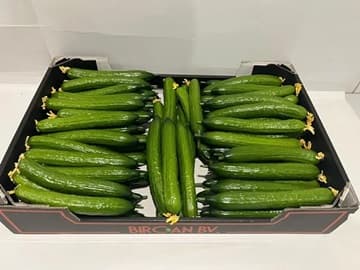 MINI CUCUMBER (28 pcs)